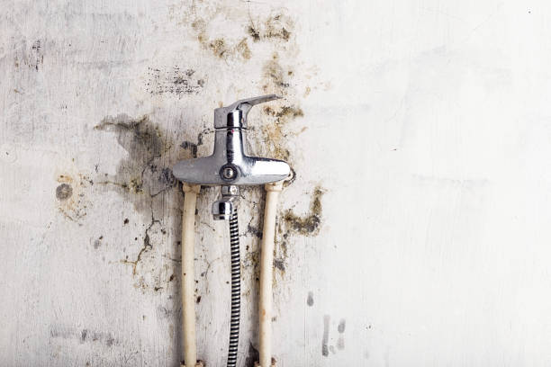 Best Toxic Mold Removal  in Garfield Heights, OH