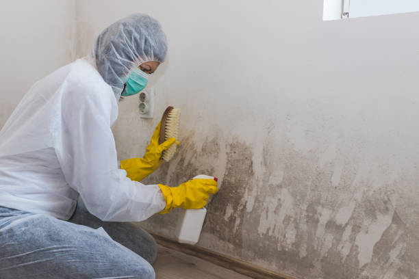 Garfield Heights, OH Mold Removal Company