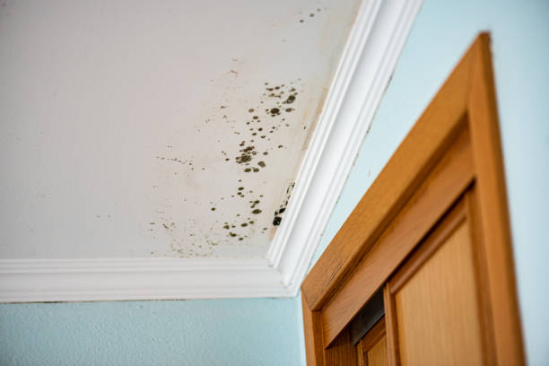 Office Mold Removal Services in Garfield Heights, OH