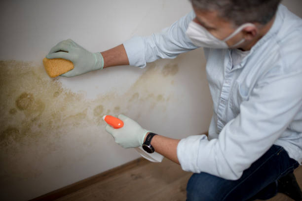 Best Local Mold Removal Service  in Garfield Heights, OH