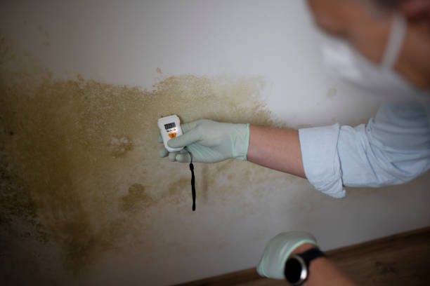 Best Office Mold Removal Services  in Garfield Heights, OH