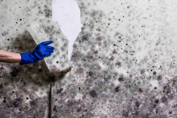 Best Commercial Mold Removal  in Garfield Heights, OH