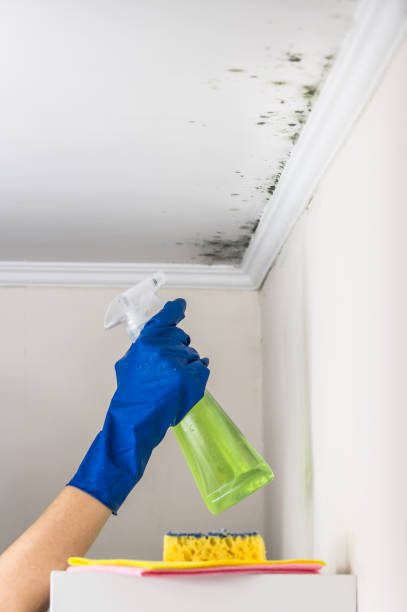Best Emergency Mold Removal  in Garfield Heights, OH